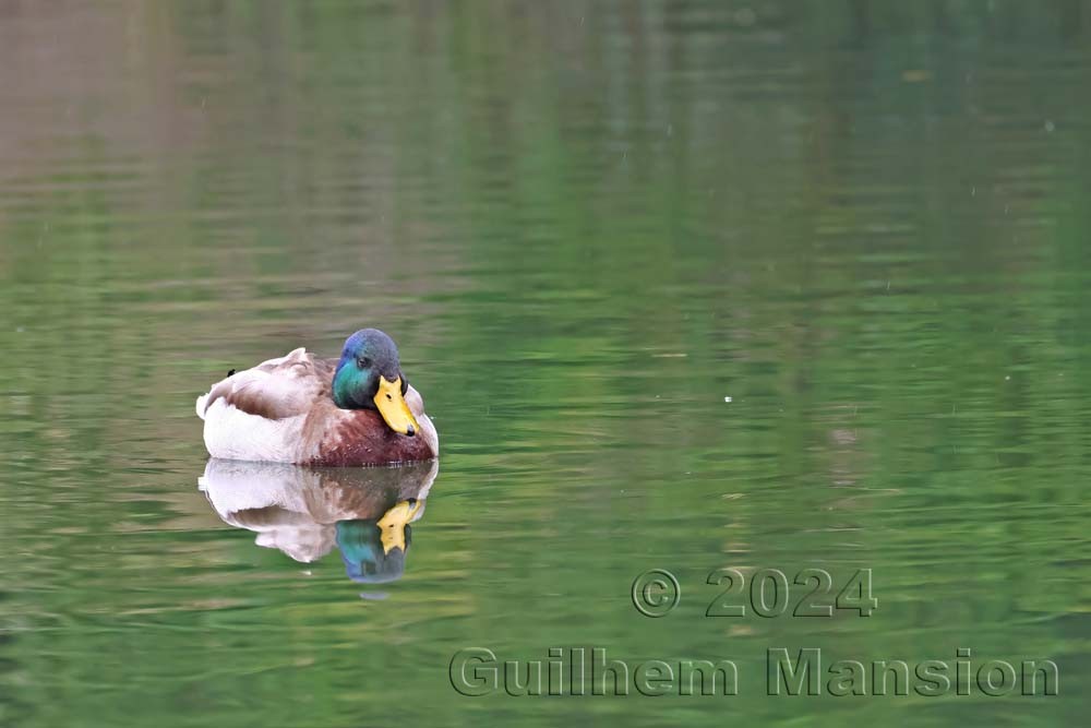 Anas platyrhynchos - Canard colvert