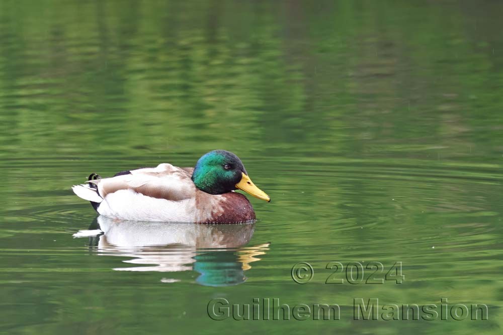 Anas platyrhynchos - Canard colvert