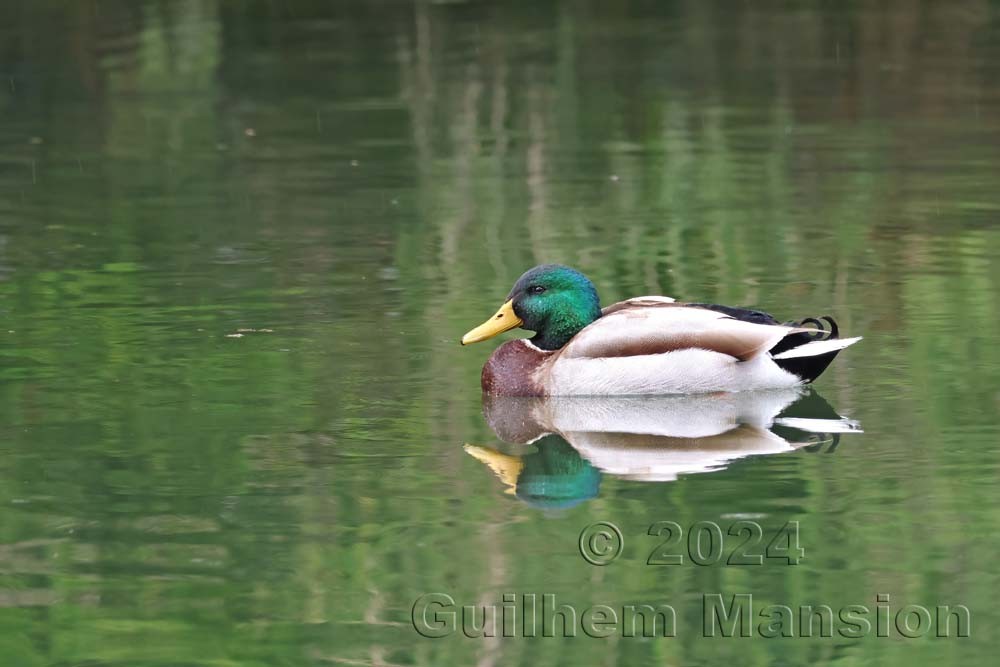 Anas platyrhynchos - Canard colvert