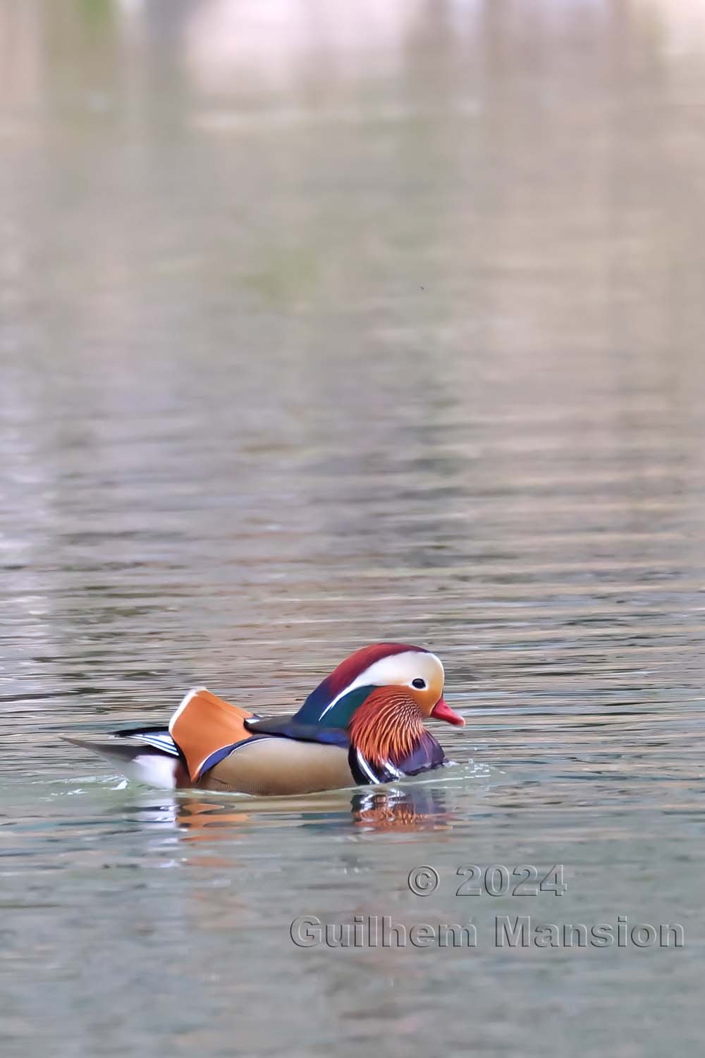 Aix galericulata - Canard mandarin