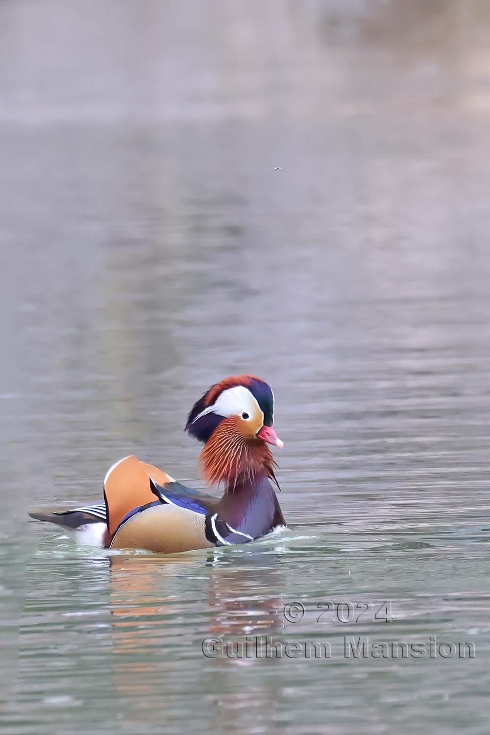 Aix galericulata - Canard mandarin