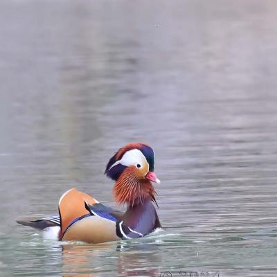 Aix galericulata - Canard mandarin