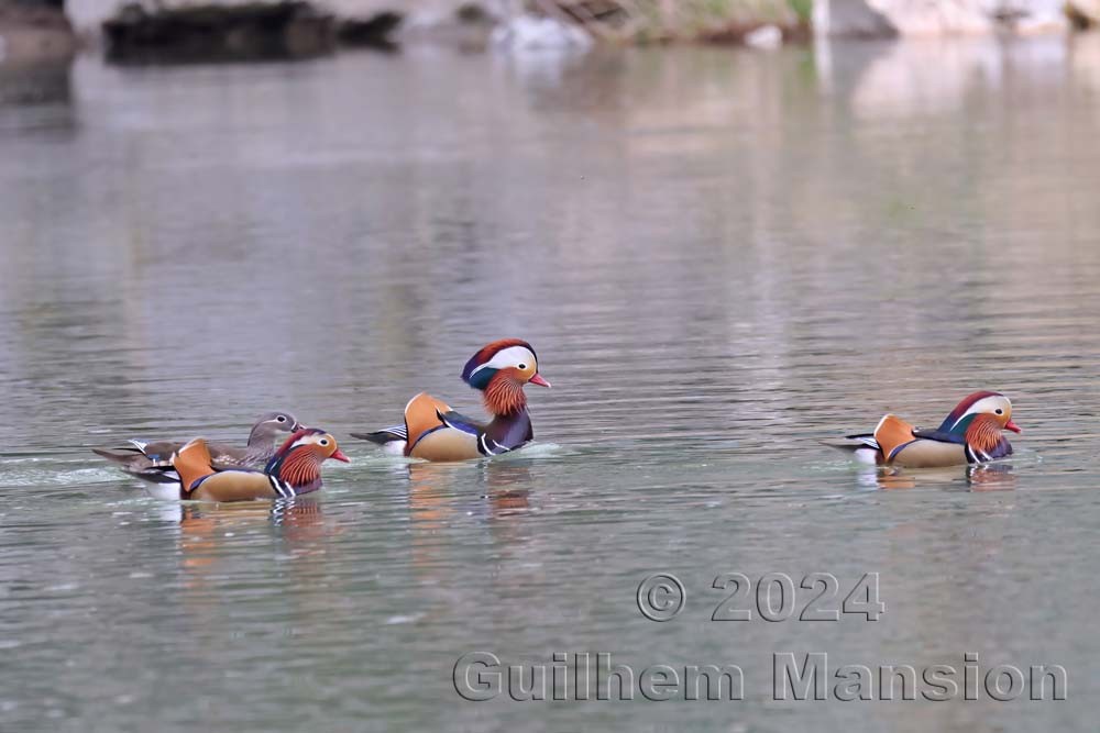 Aix galericulata - Canard mandarin