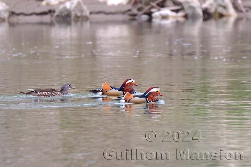 Aix galericulata - Canard mandarin