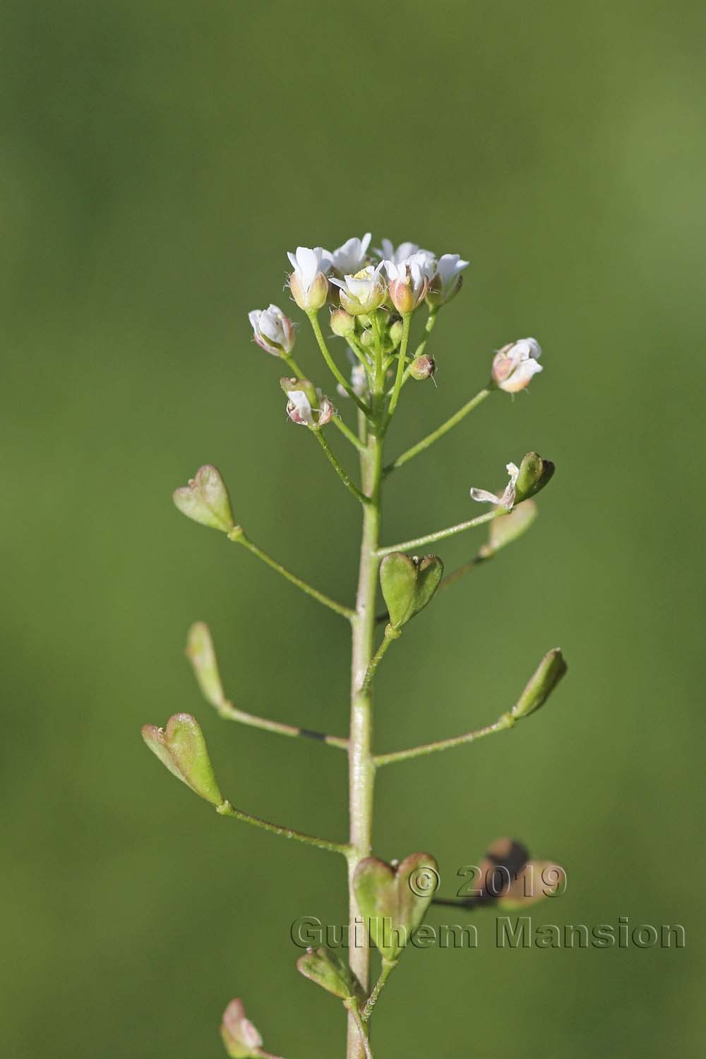 Capsella bursa pastoris