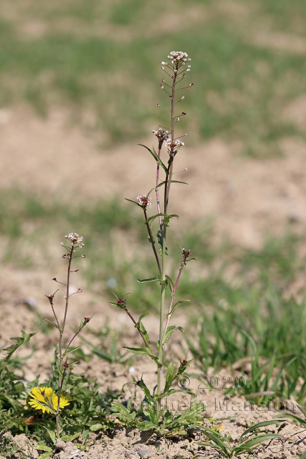 Capsella bursa-pastoris