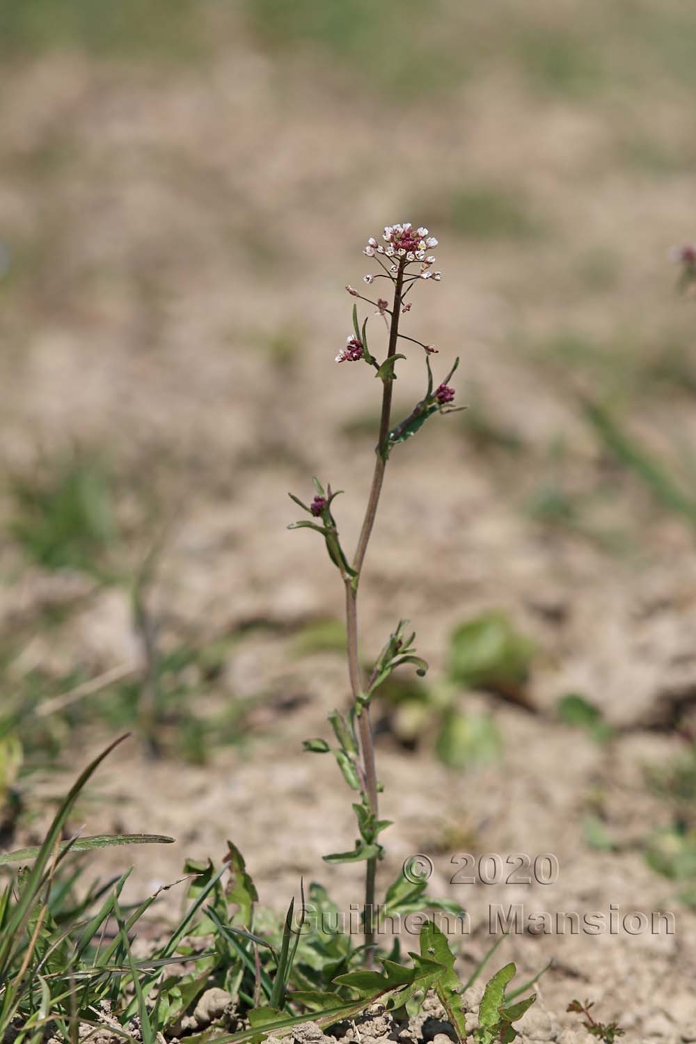 Capsella bursa-pastoris