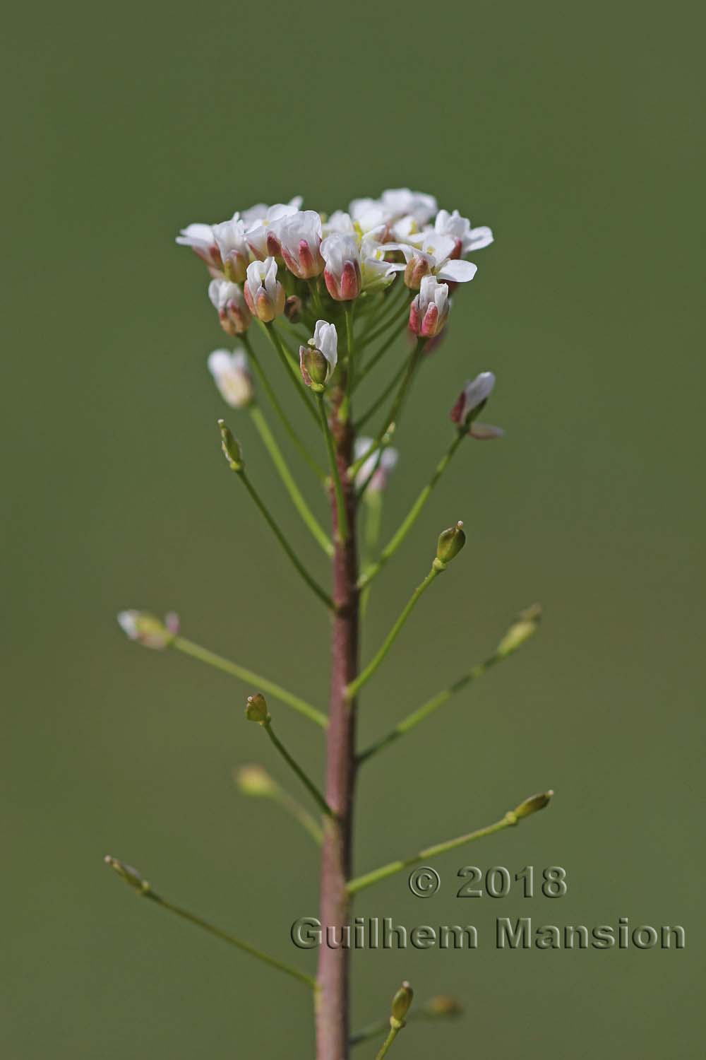 Capsella bursa-pastoris