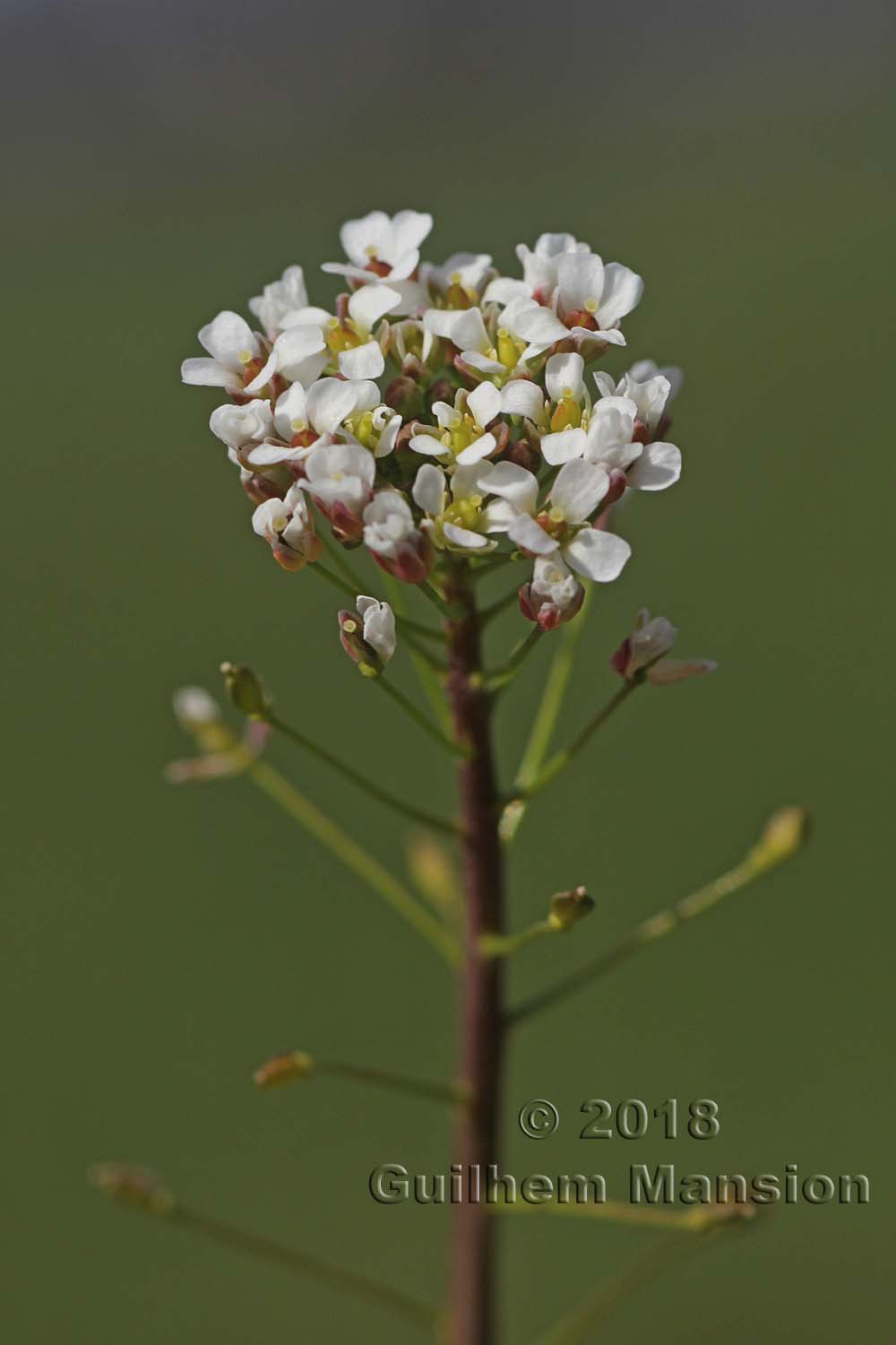 Capsella bursa-pastoris