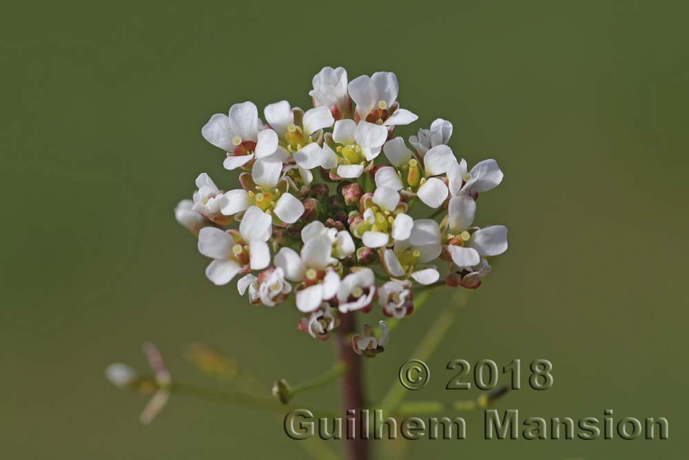 Capsella bursa-pastoris