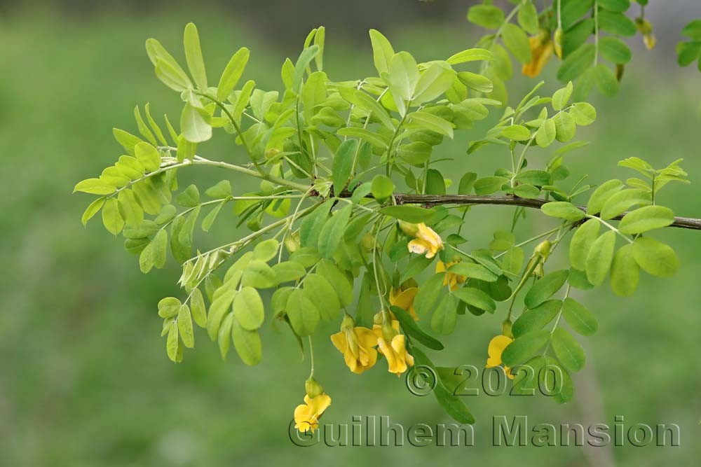 Caragana arborescens