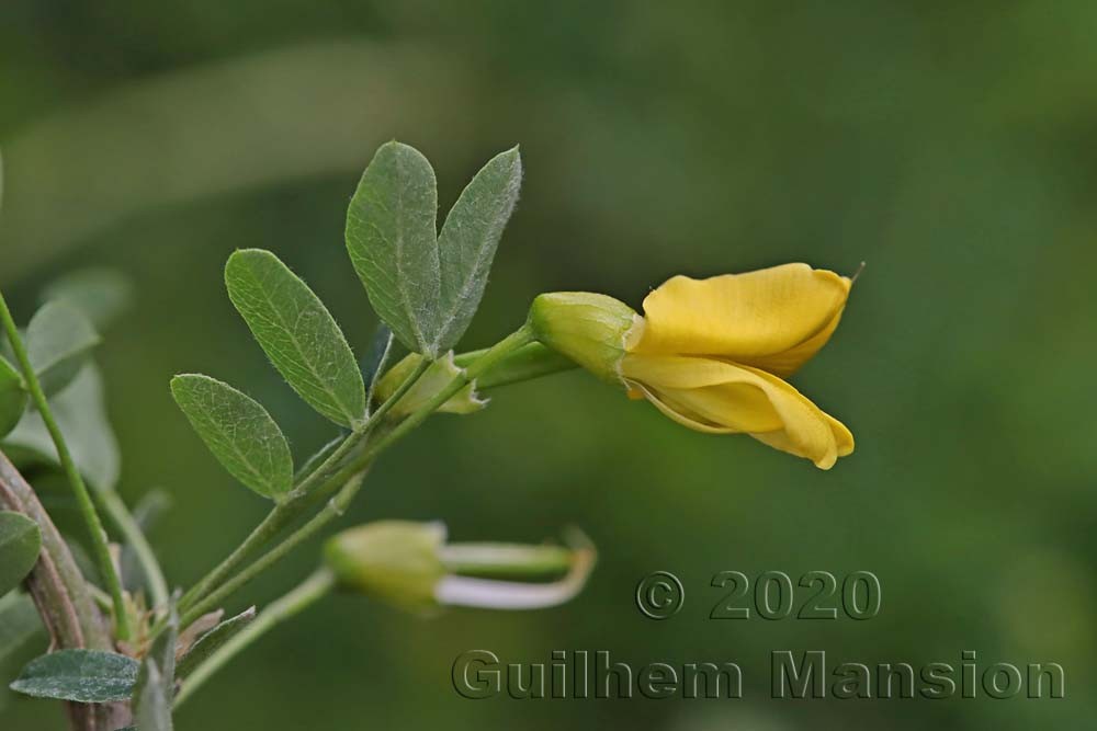 Caragana arborescens