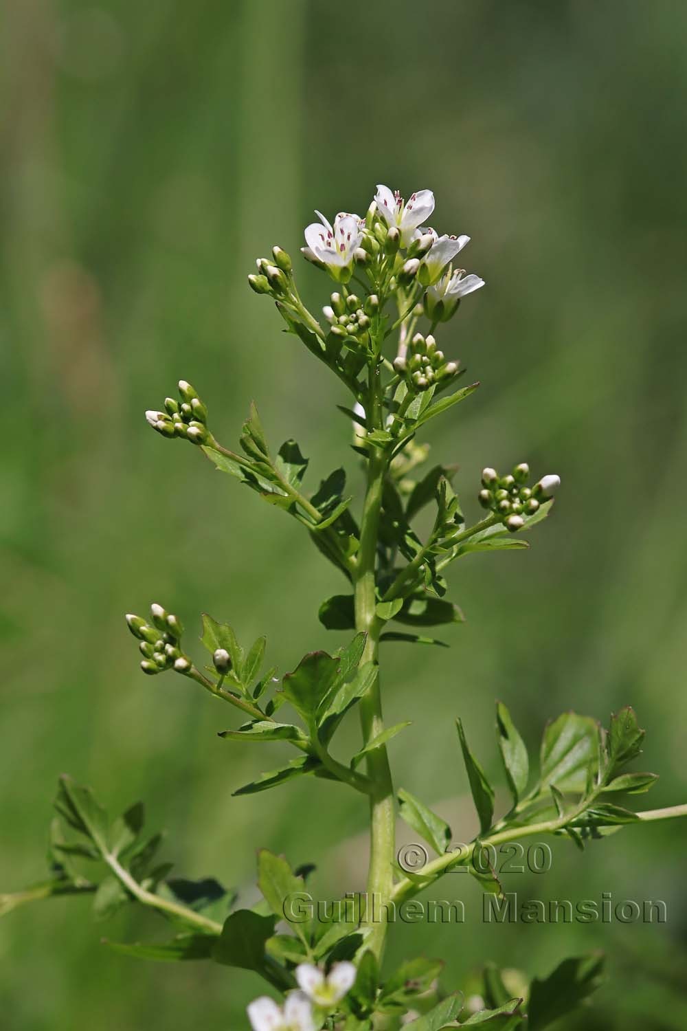 Cardamine amara