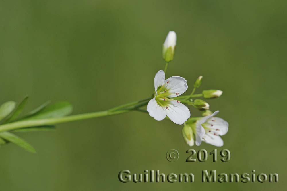 Cardamine amara