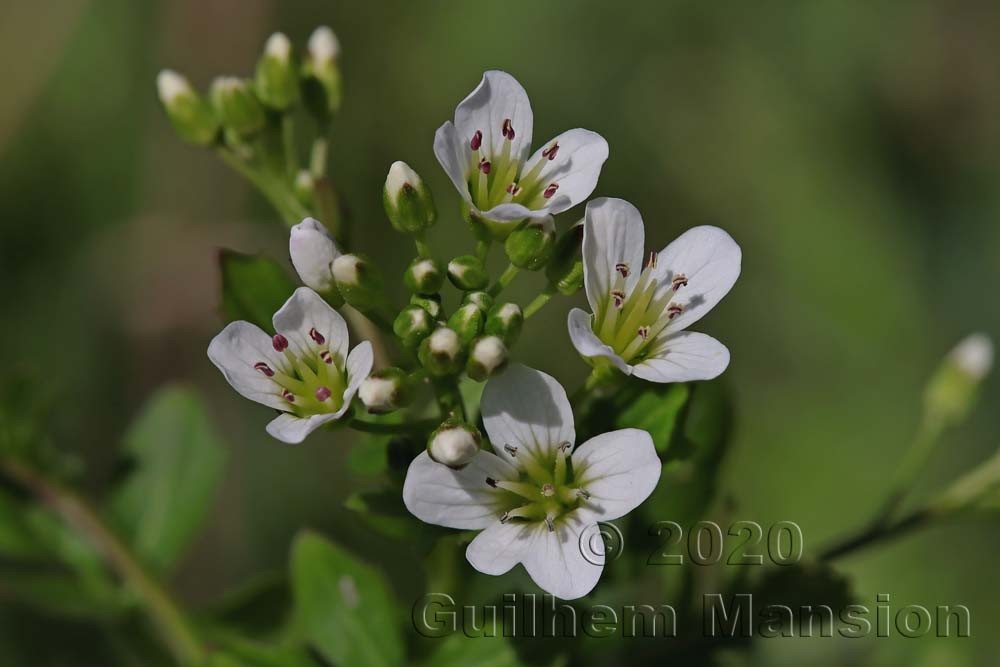 Cardamine amara