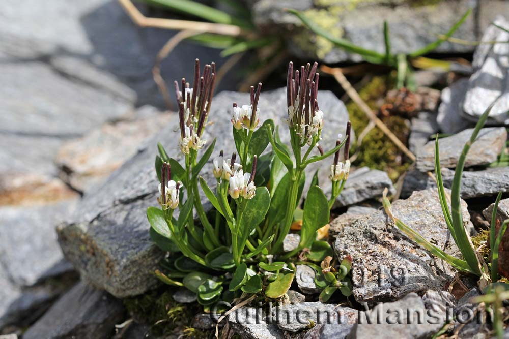 Cardamine alpina