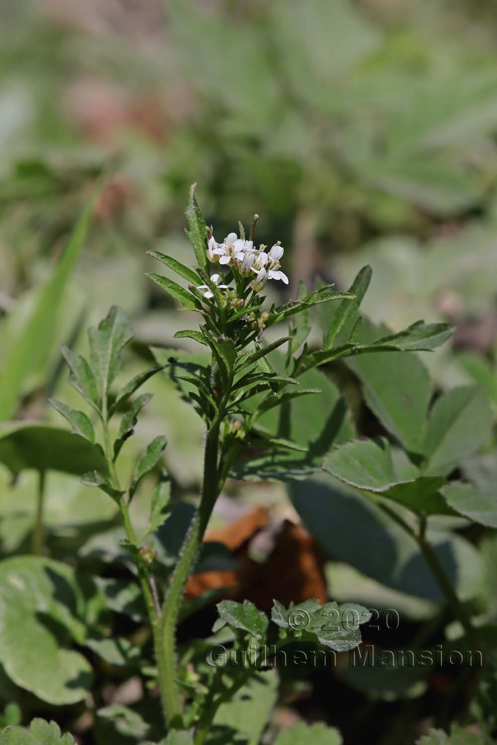 Cardamine flexuosa