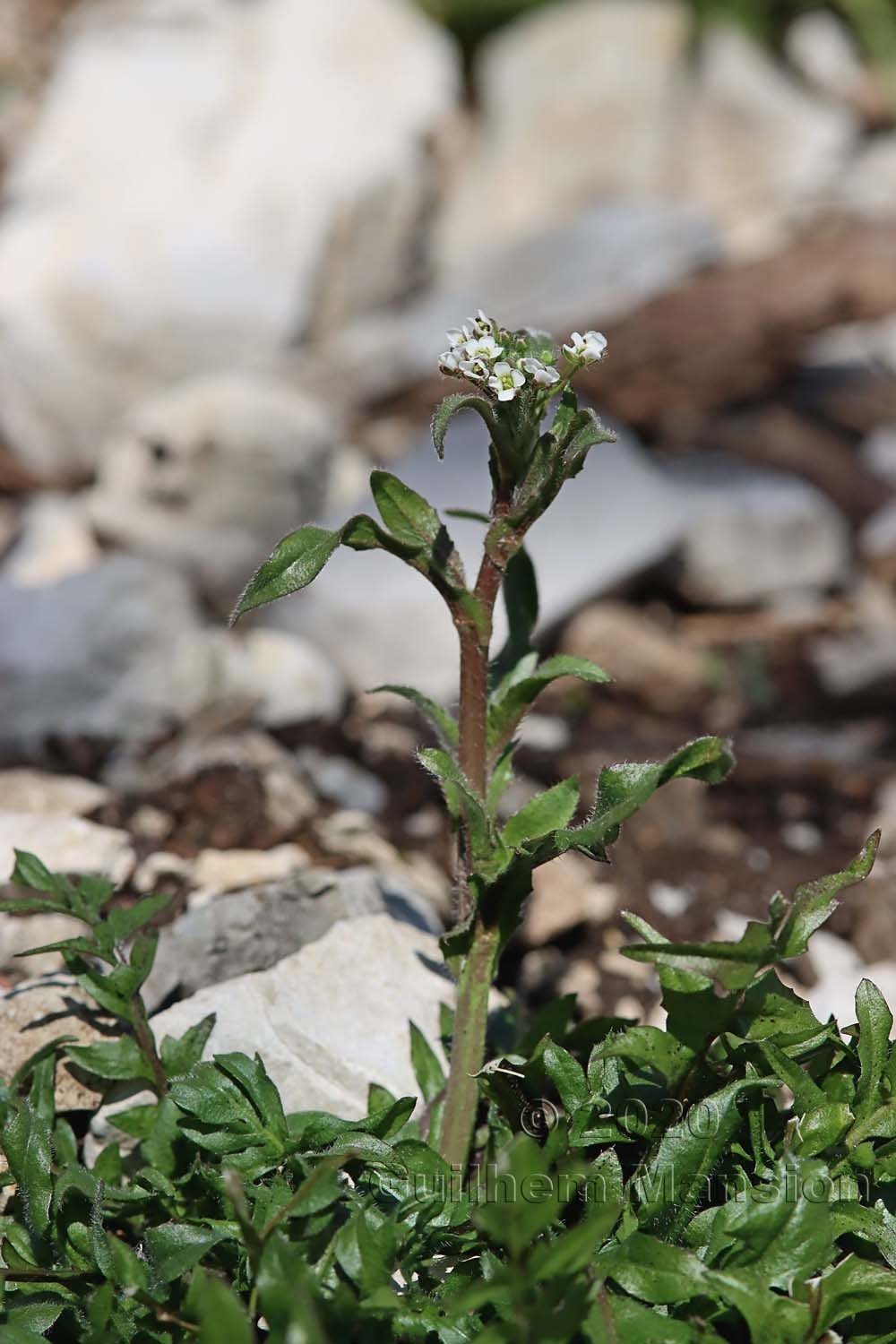 Cardamine flexuosa