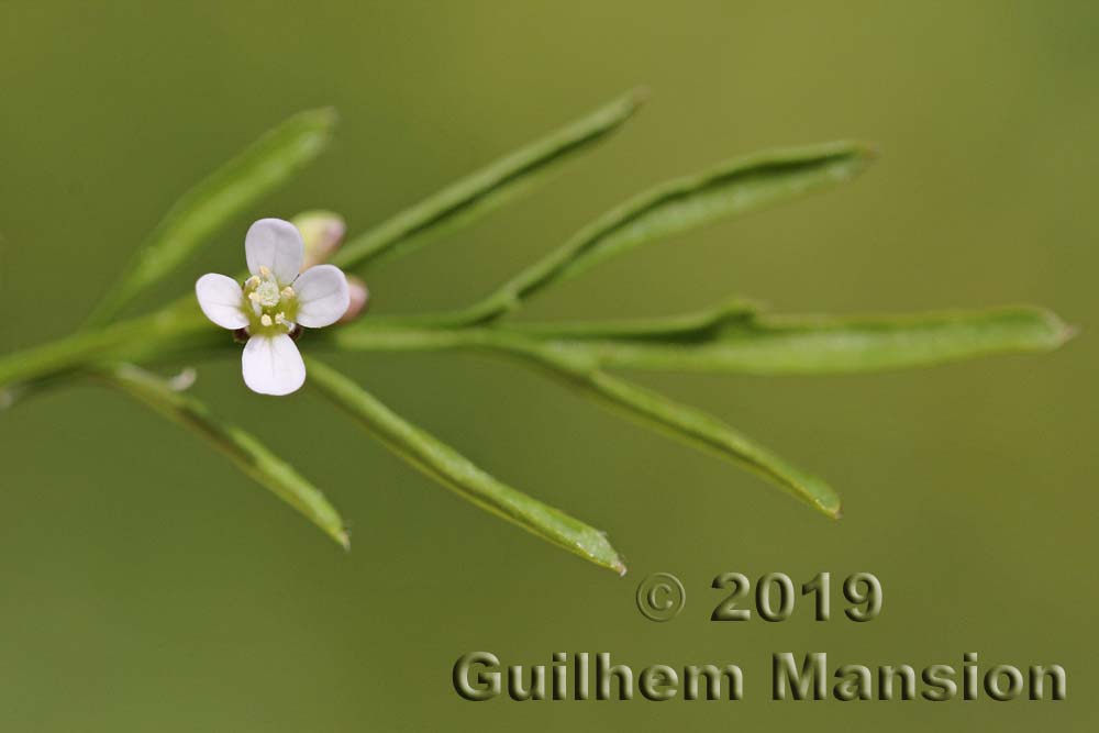 Cardamine flexuosa