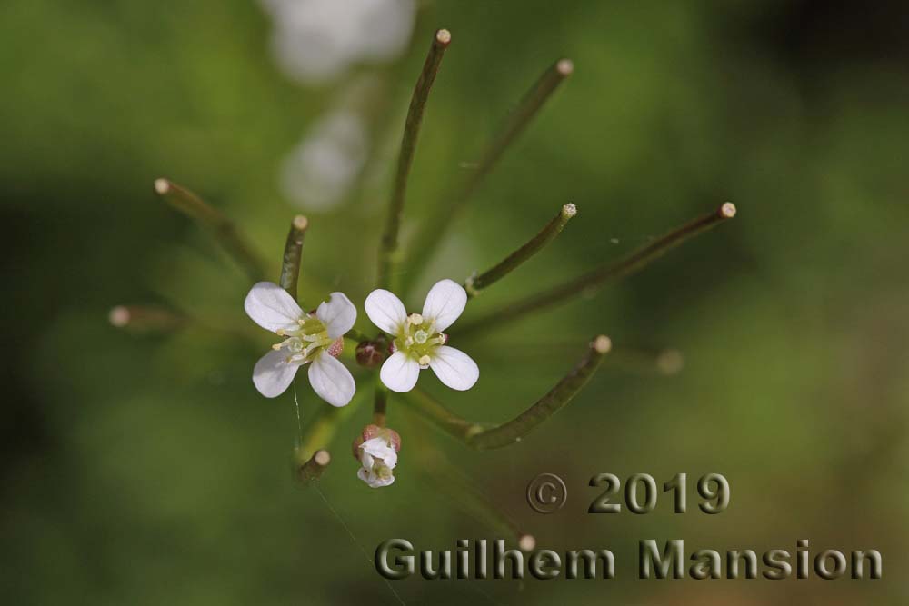 Cardamine flexuosa