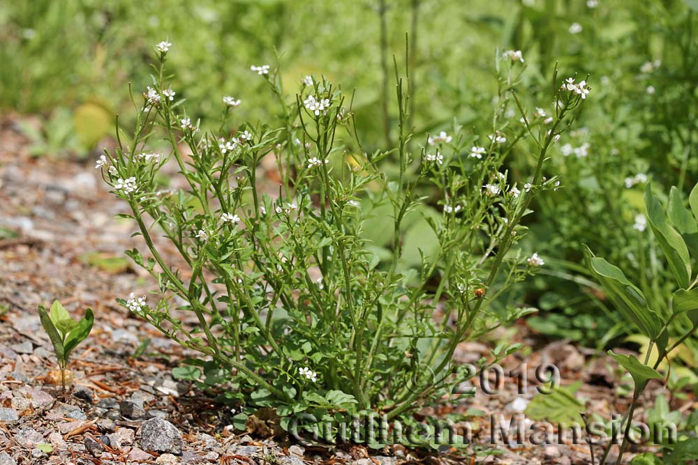 Cardamine flexuosa