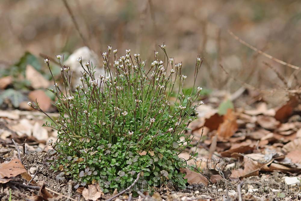 Cardamine flexuosa