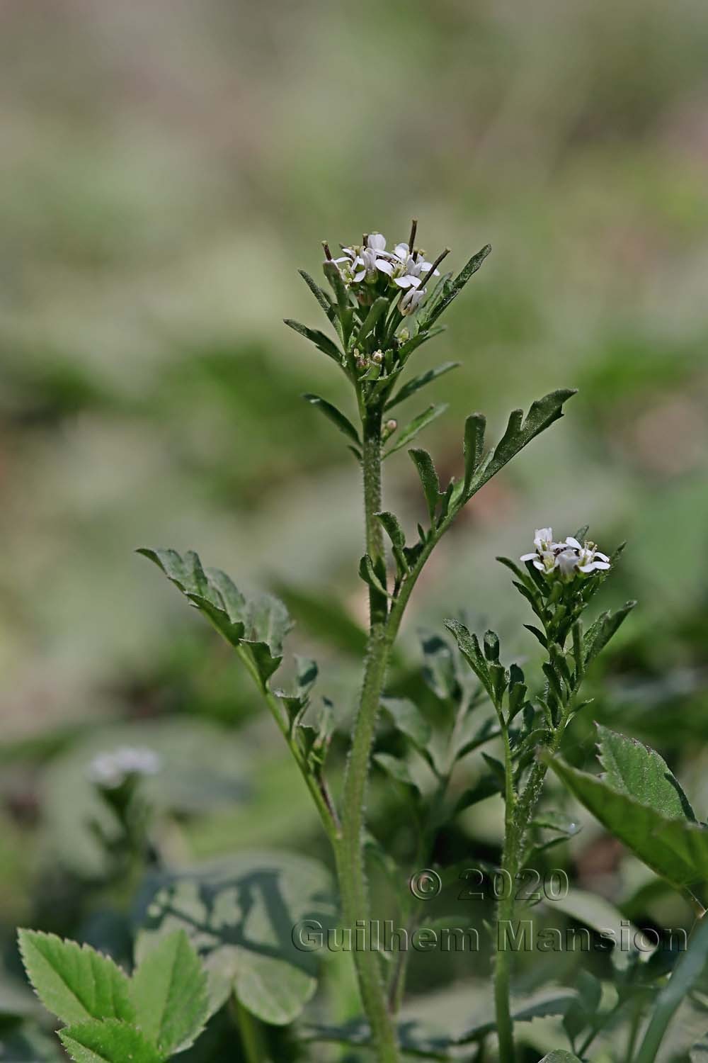 Cardamine flexuosa