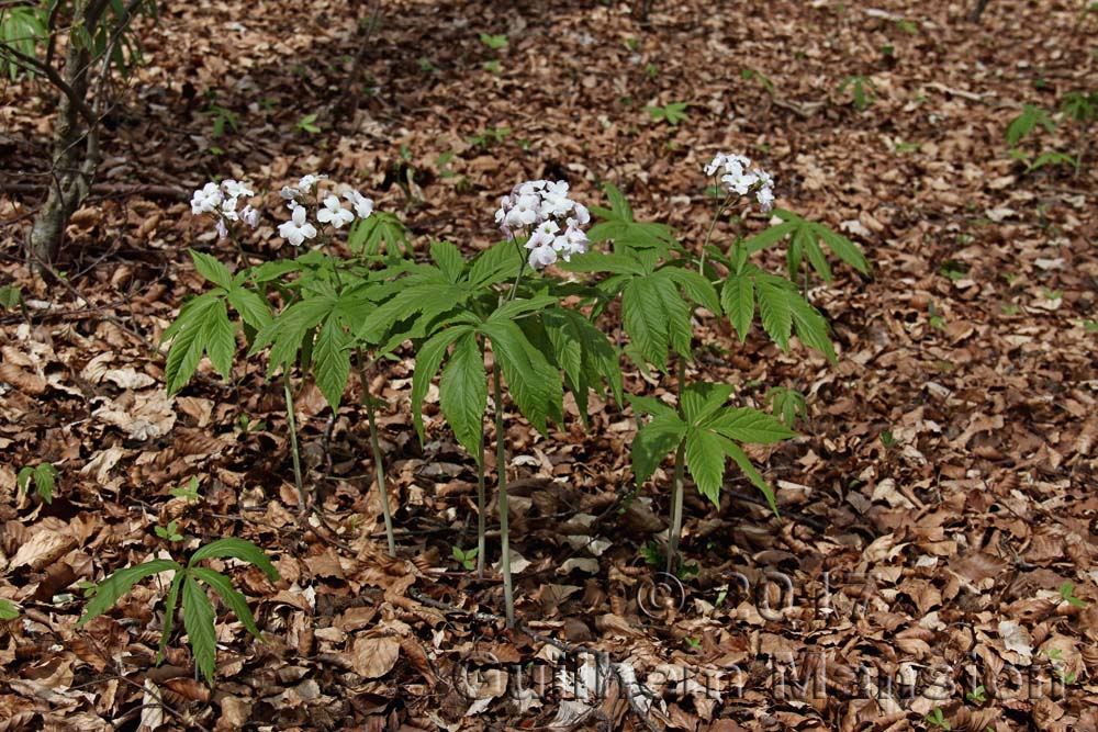 Cardamine heptaphylla