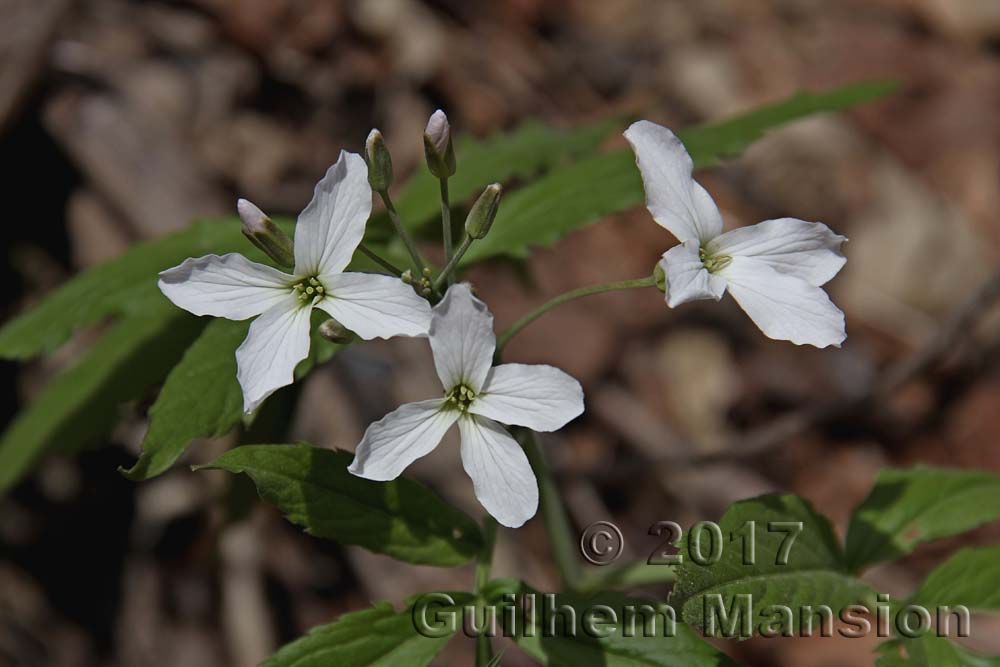 Cardamine heptaphylla