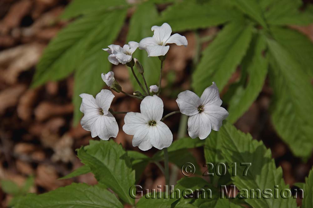 Cardamine heptaphylla