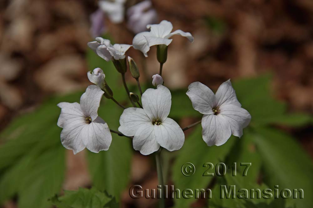 Cardamine heptaphylla