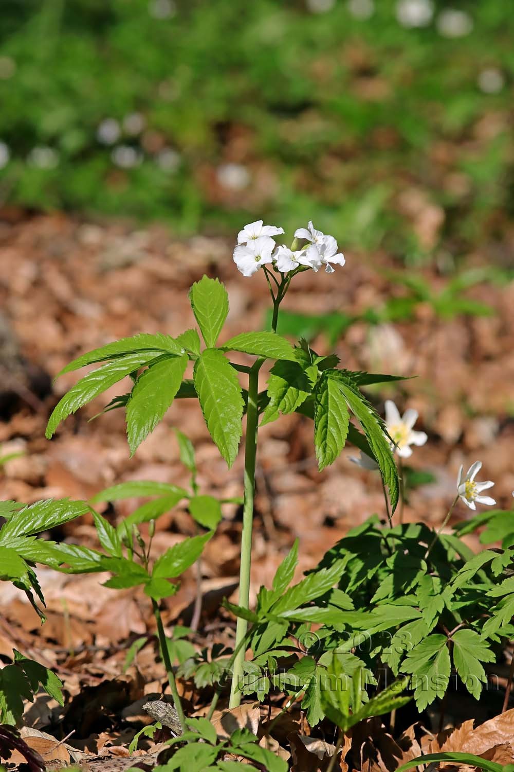Cardamine heptaphylla