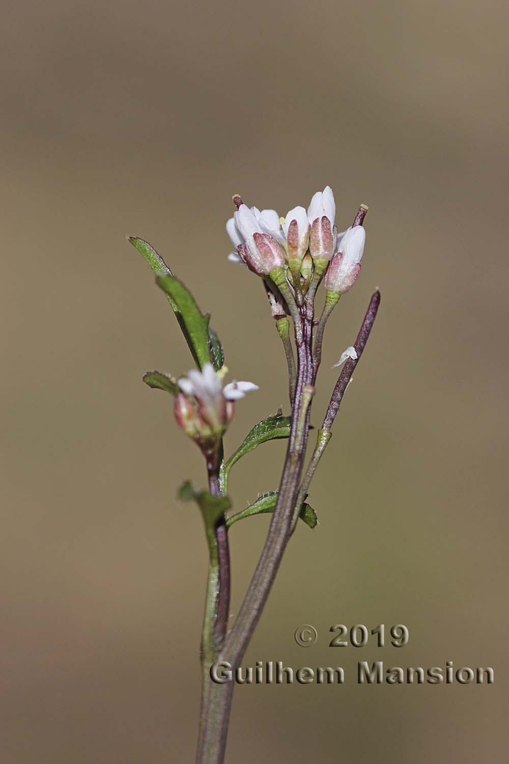 Cardamine hirsuta