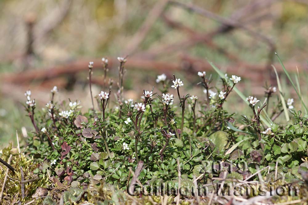 Cardamine hirsuta