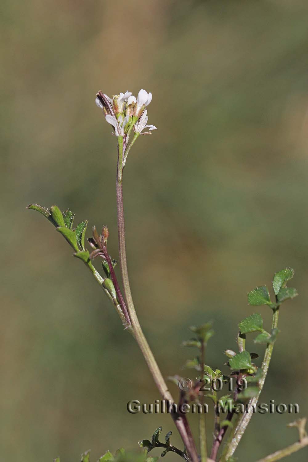 Cardamine hirsuta