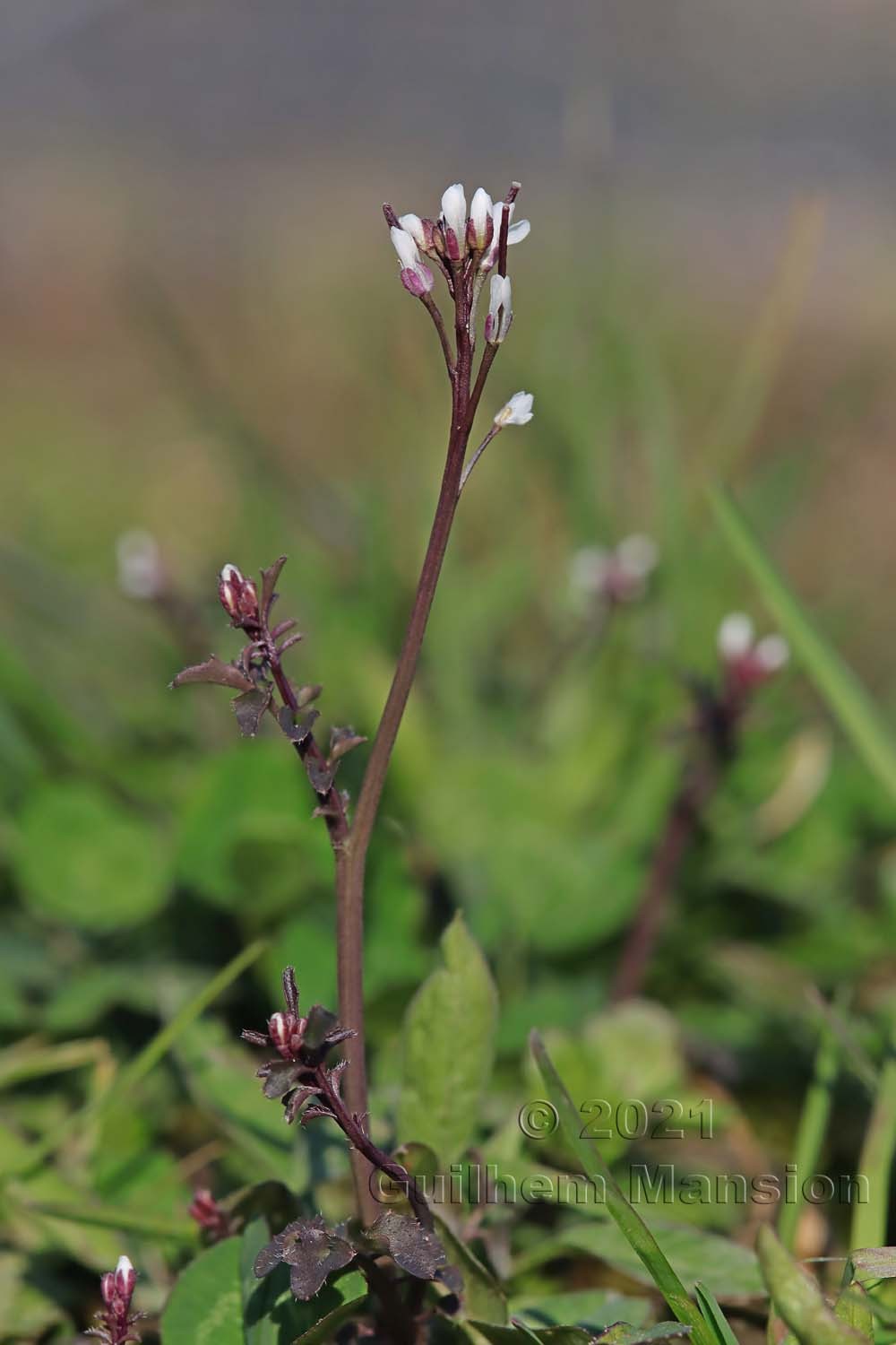 Cardamine hirsuta