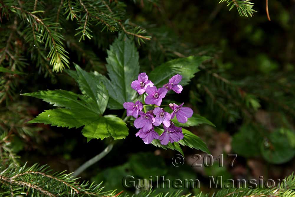 Cardamine pentaphyllos