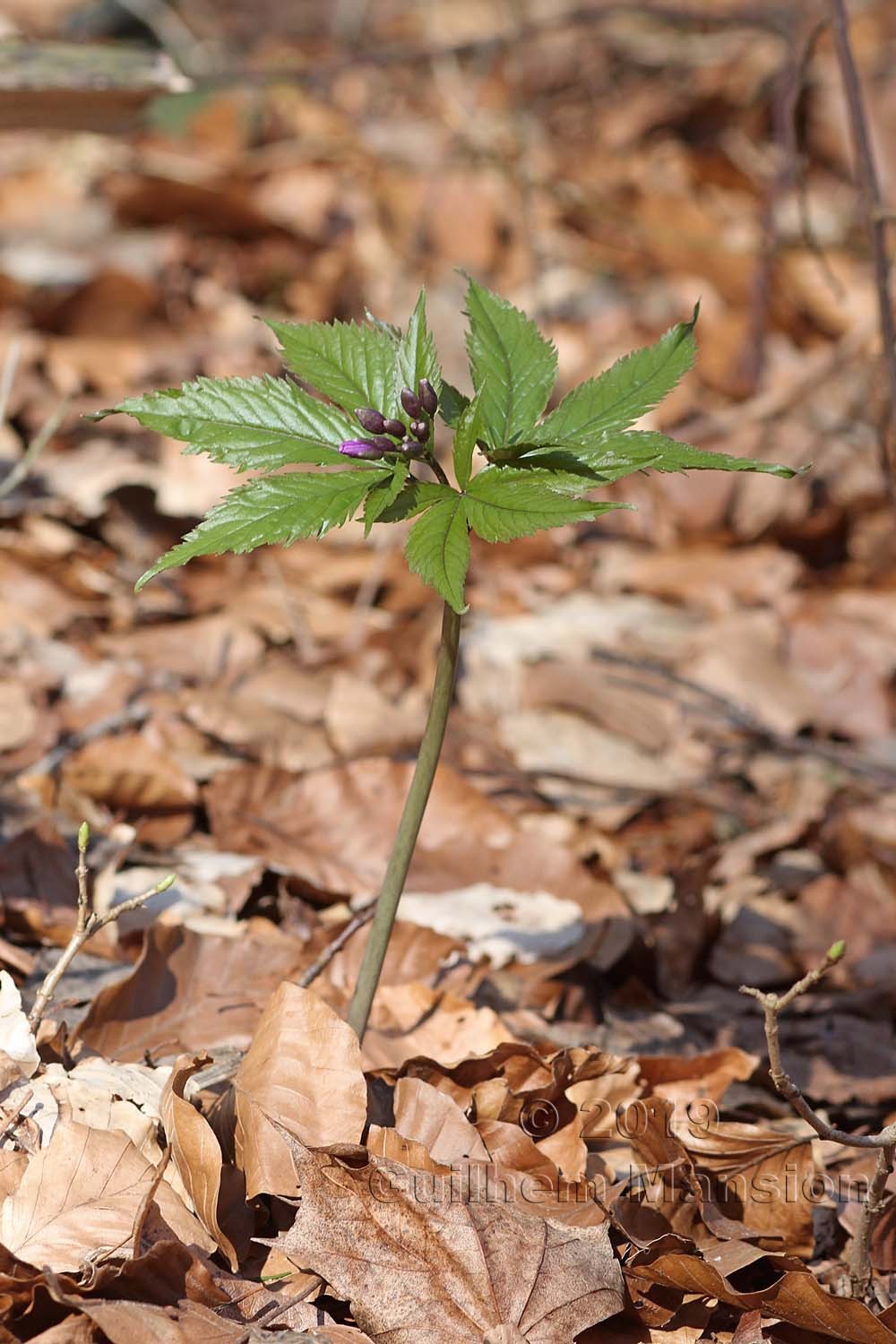 Cardamine pentaphyllos