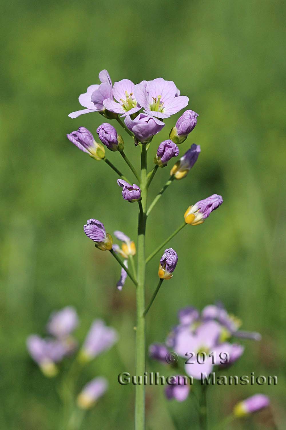 Cardamine pratensis