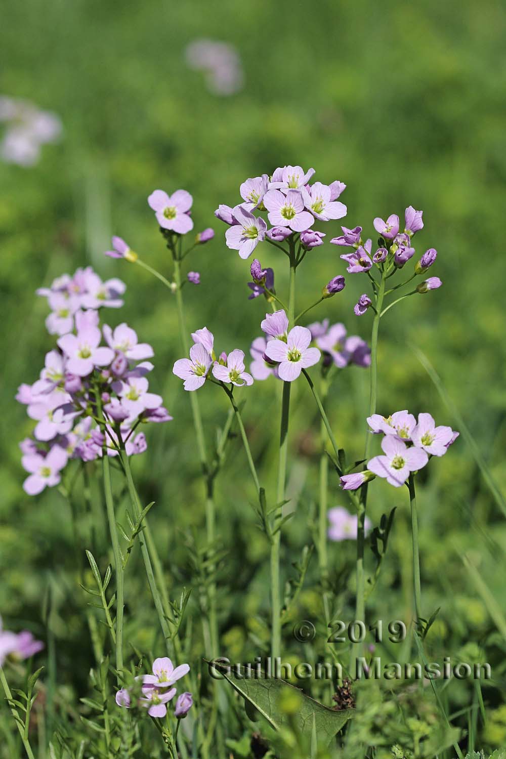 Cardamine pratensis