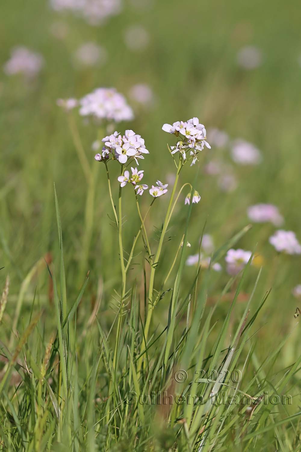 Cardamine pratensis