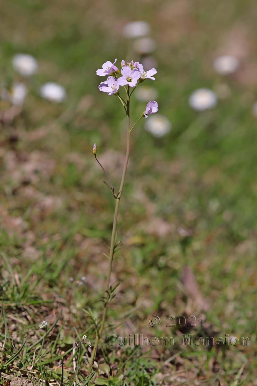 Cardamine pratensis