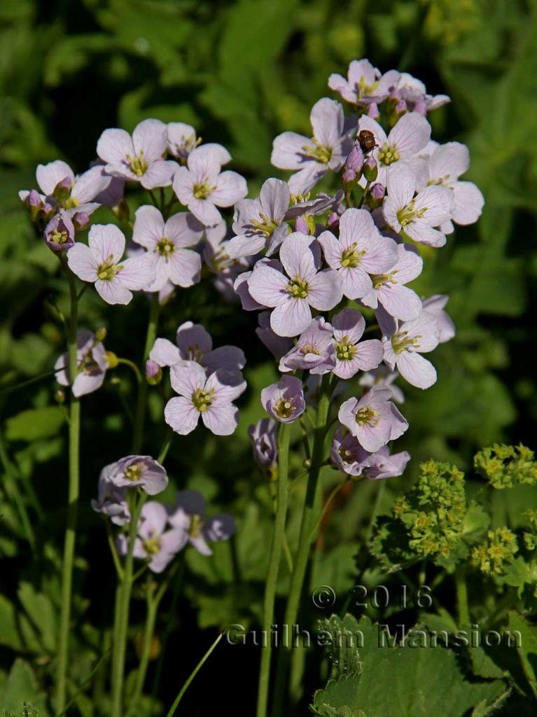 Cardamine pratensis