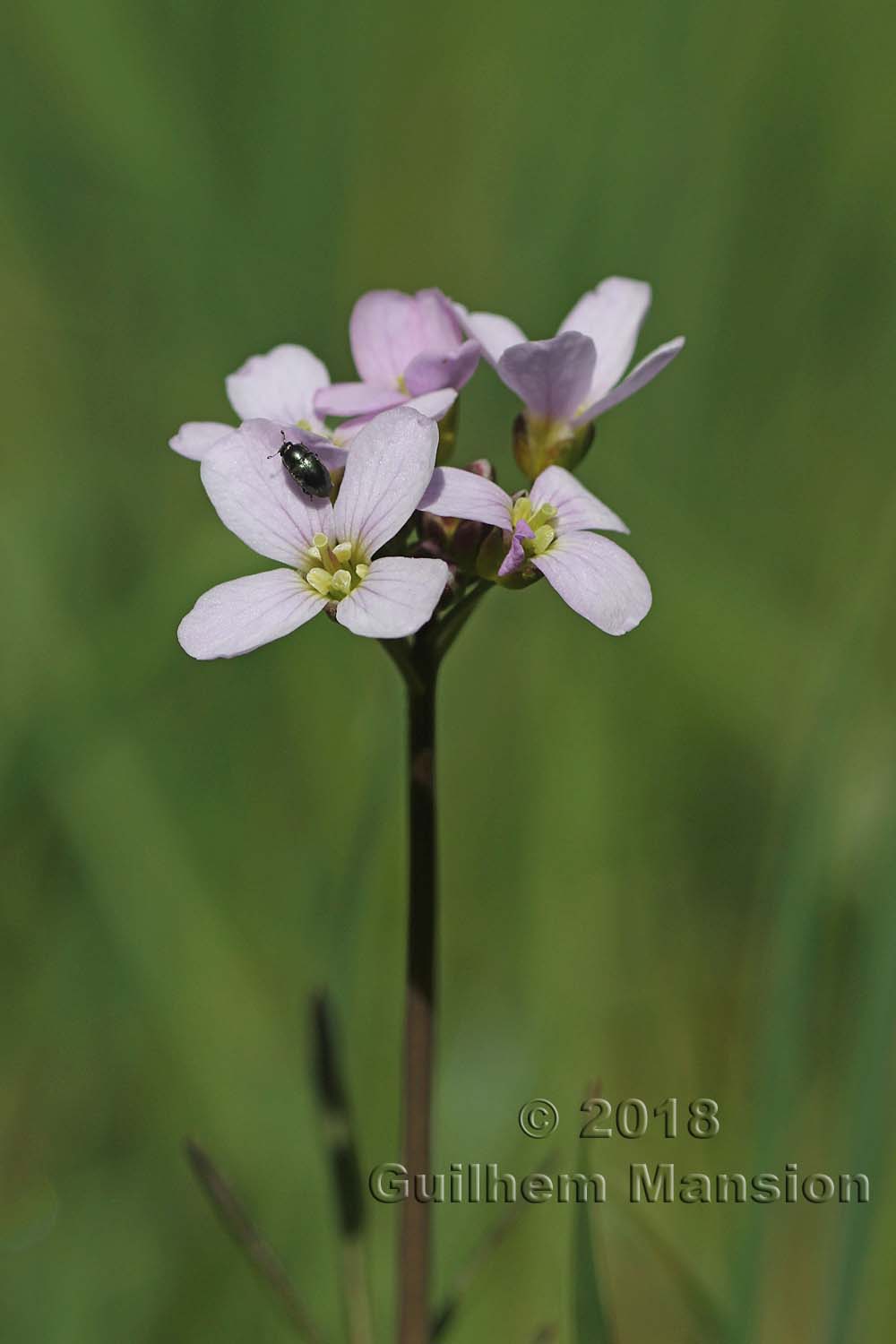 Cardamine pratensis