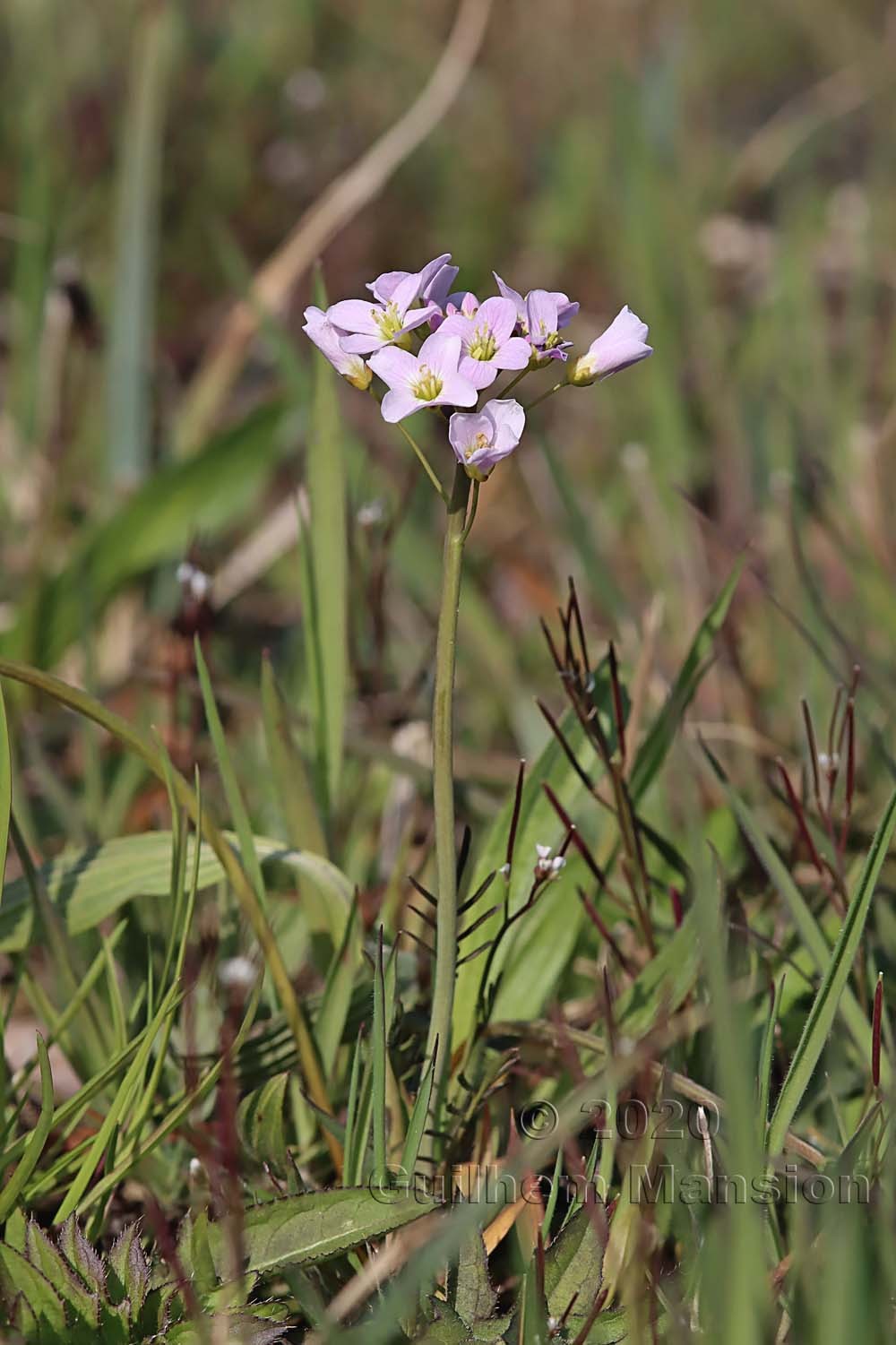 Cardamine pratensis