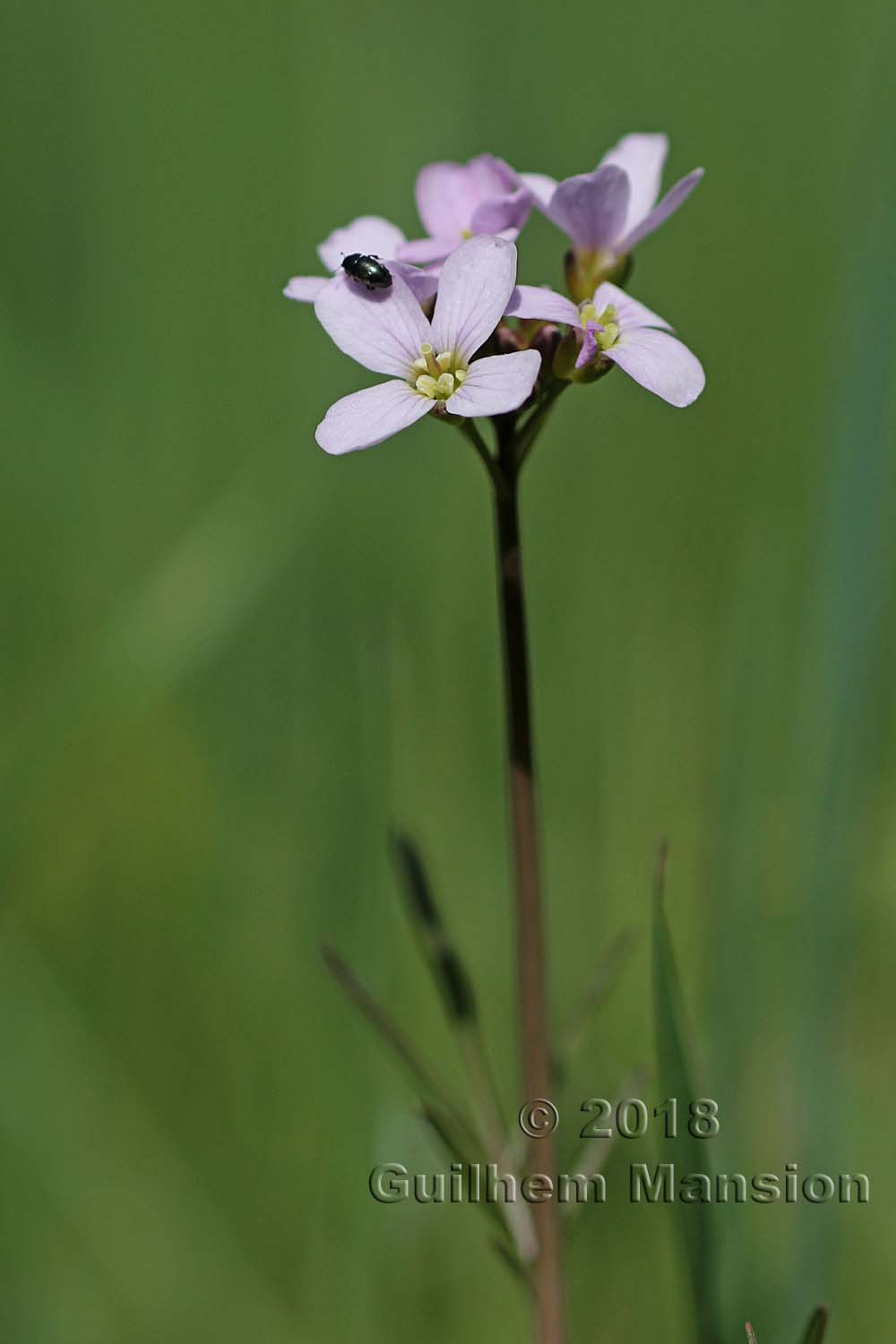 Cardamine pratensis