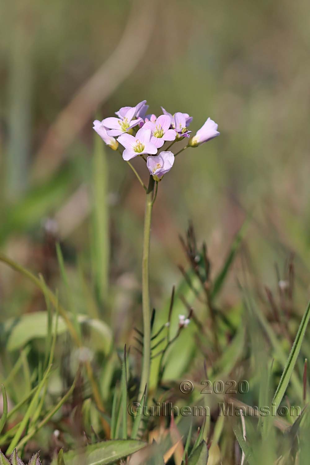 Cardamine pratensis