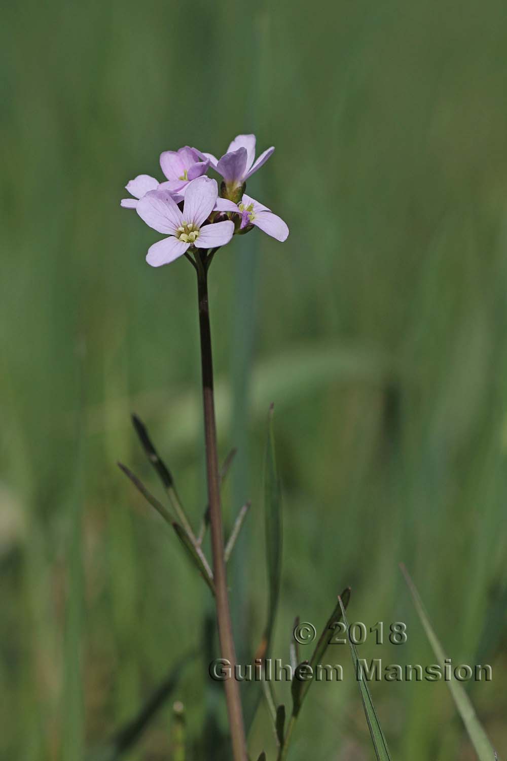 Cardamine pratensis