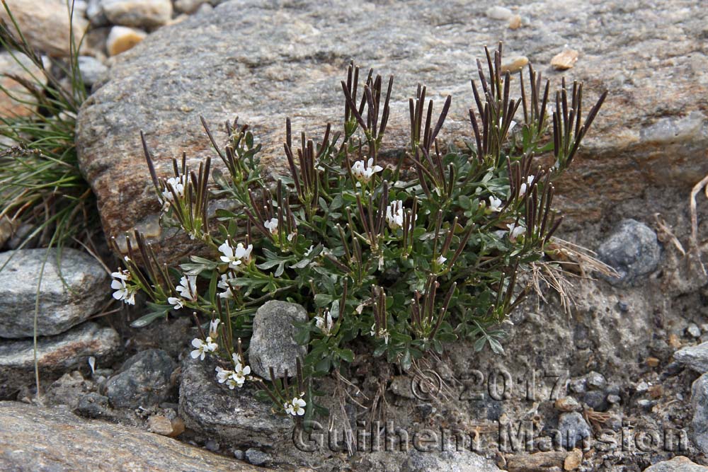 Cardamine resedifolia