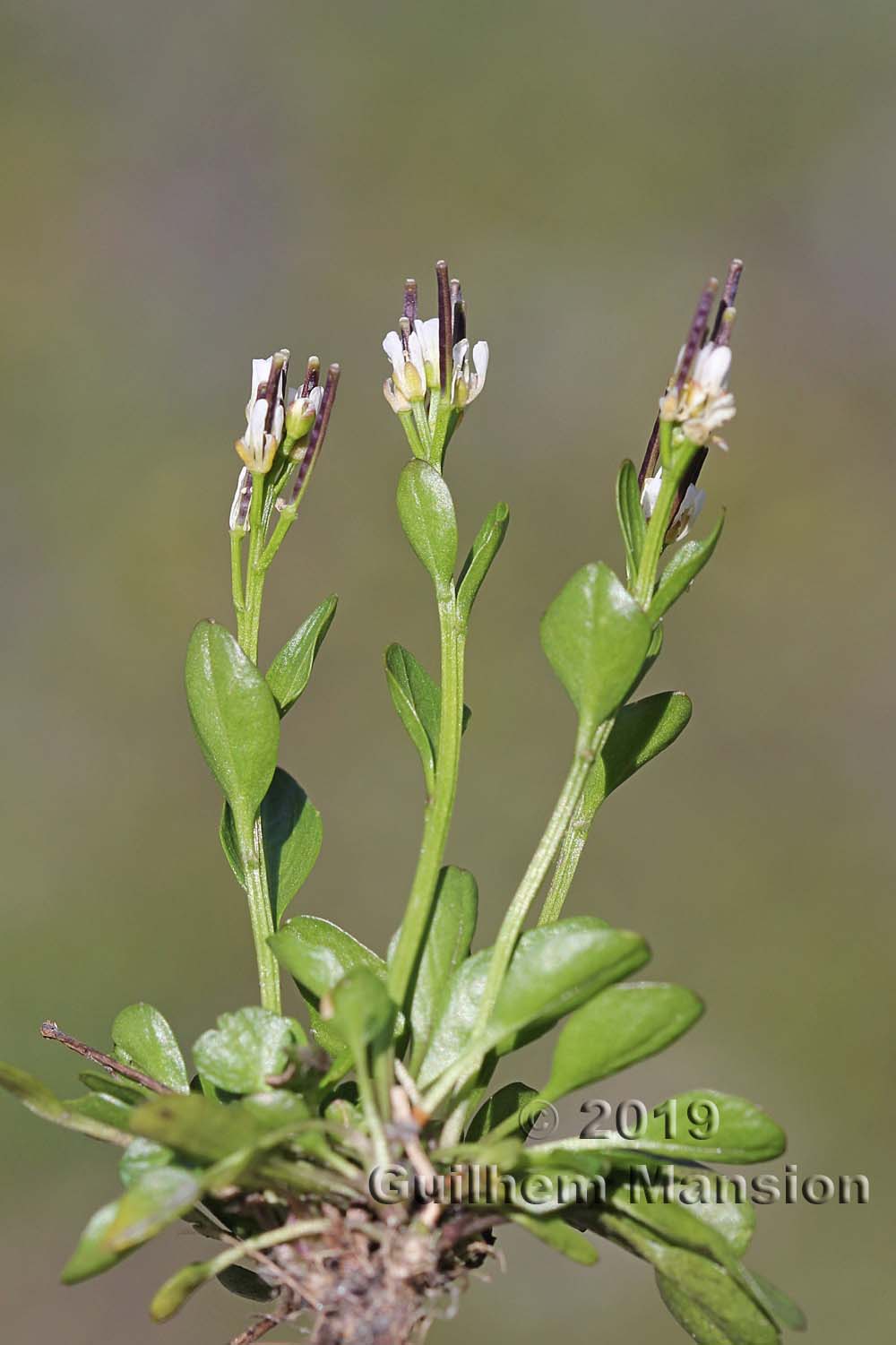 Cardamine alpina